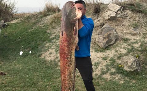 Iğdır'da 100 Kiloluk Yayın Balığı Yakalandı